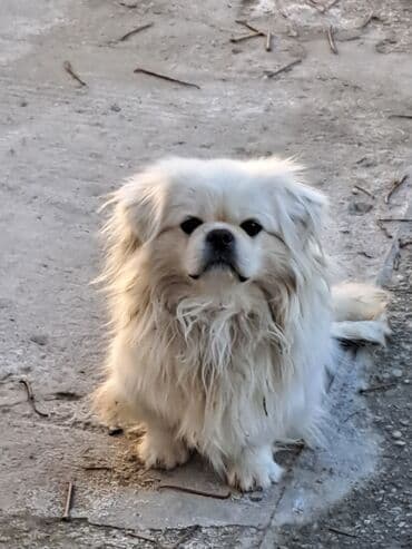 Lexus: Pekines, 2 il, Erkek, Ünvandan götürmə — 1