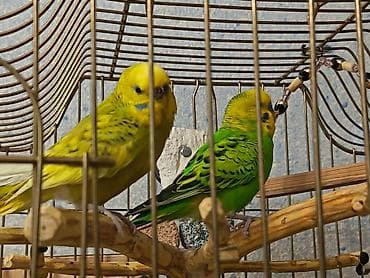 papuqay yemleri: İki Cüt Tutuquşu Satılıt Bir Cüt Ağ Bir cütdə Yaşıl və Aarı — 7