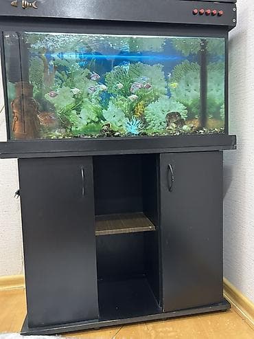 İtlər: Akvarium-şkaf, Balıqlarla birlikdə, 120 l, Ünvandan götürmə — 1