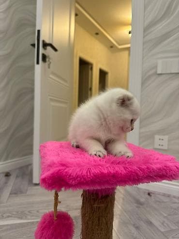 cins qazlar: Şotland yastı qulaq — 3