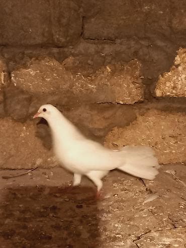 quslar: Salam temiz eni quyurugdu baladi — 2