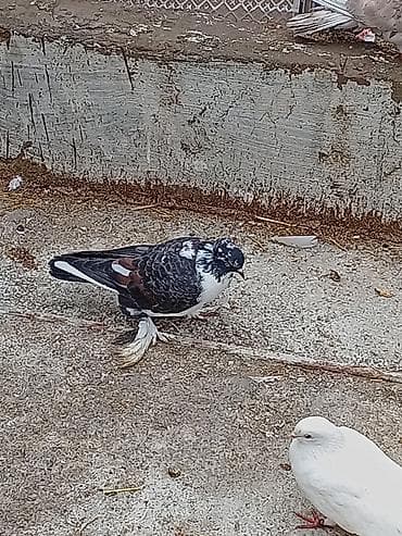 Cins: Bəzəkli göyərçin (saçsaqqallı/çüt pəncəli, lələkli pəncələr)