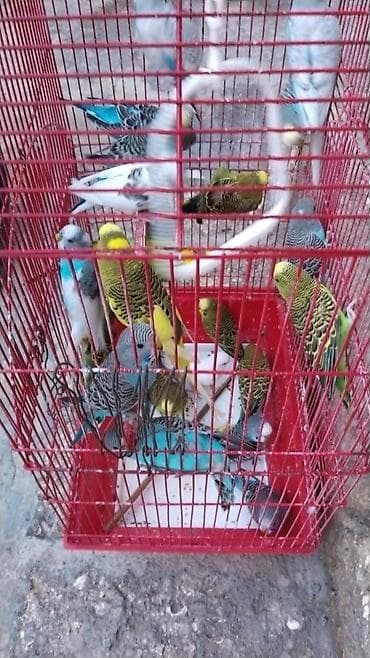 it satiram 50 manat: Valnist 13 manattan hamsin alana endirim 20 ededdi — 5