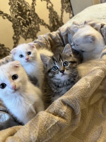 мейн кун купить в баку: Şotland yastı qulaq, Erkək, Dişi, Yaxşı əllərə, Rayonlara çatdırılma — 7