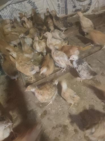 yemlər: 2 ayliq lohman toyuqlar satilir 4 cu ayinda yumurta verir. İlde 350+ — 2