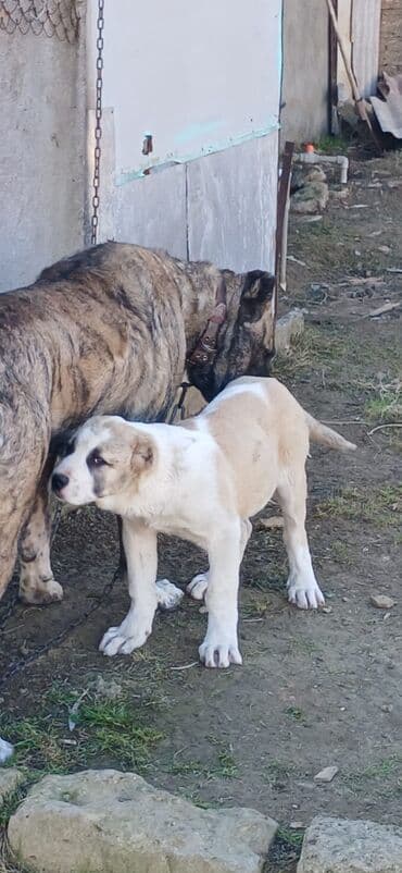 it adları azərbaycanca: Qurdbasar, 3 ay, Erkek, Peyvəndli, Ödənişli çatdırılma — 2