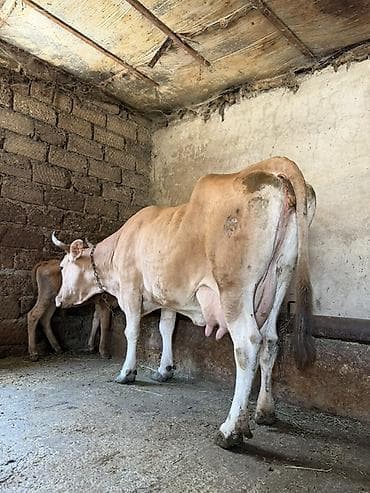 iney: 13 litir süd verir 1 aydı dogub 3 qarına dogub balası dişdi — 1