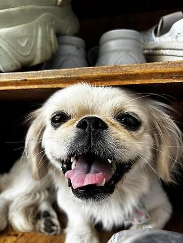 ev heyvan adlari: Pekines, 1 il, Dişi, Peyvəndli, Ödənişli çatdırılma, Rayonlara çatdırılma — 2