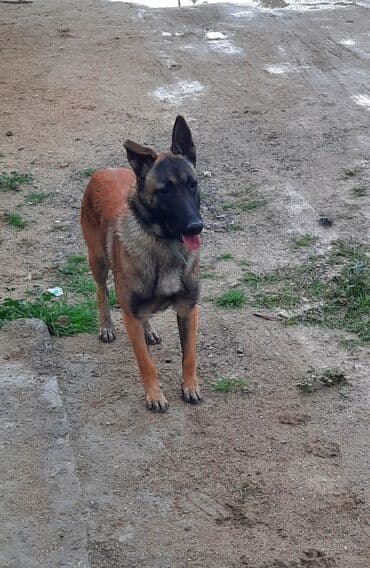 Belçika çoban iti, 11 ay, Erkek lalafo.az -da Belçika çoban iti, 11 ay, Erkek