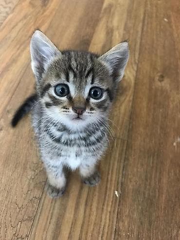 Oynagan şirin erkek bala