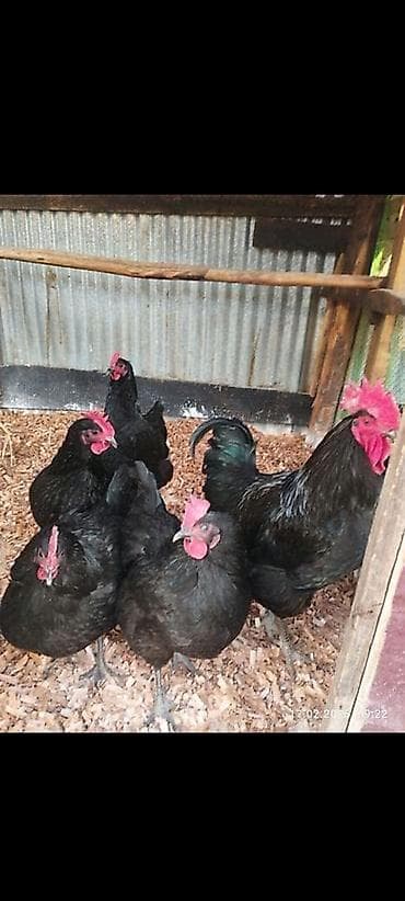 Toyuq, Australorp, Damazlıq — 1