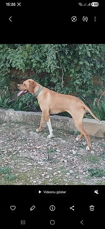 iran quslari: 2 il, Dişi, Peyvəndli, Ödənişli çatdırılma — 2