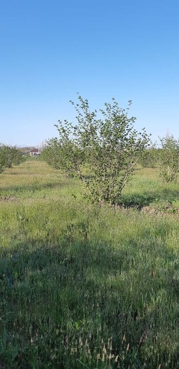 balaxanıda ucuz torpaq 2020: 67 sot, Kənd təsərrüfatı, Mülkiyyətçi — 7