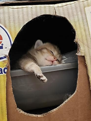 siyan pişiyi: Şinşilla — 6