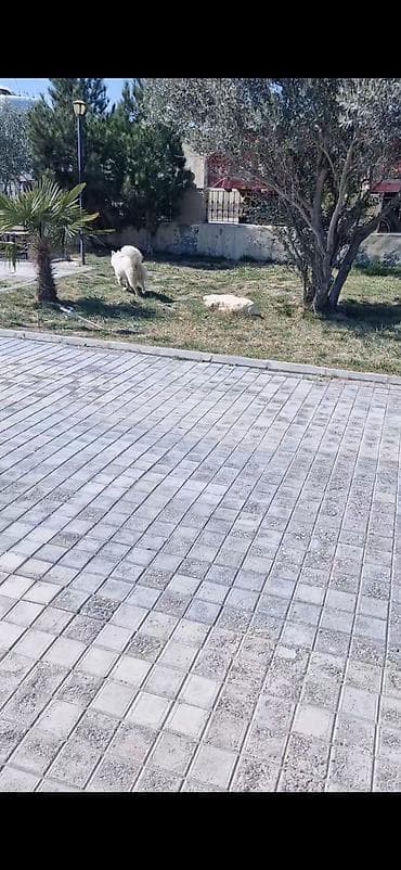 lalafo.az heyvanlar itler: Xaski, 9 ay, Erkek, Peyvəndli, Ünvandan götürmə — 3