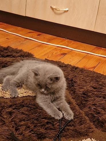 Akvariumlar: Yaxşı əllərə — 6