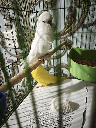 Собаки: Çex erkək 1 yaşı var hazır quşdu 40 m — 1