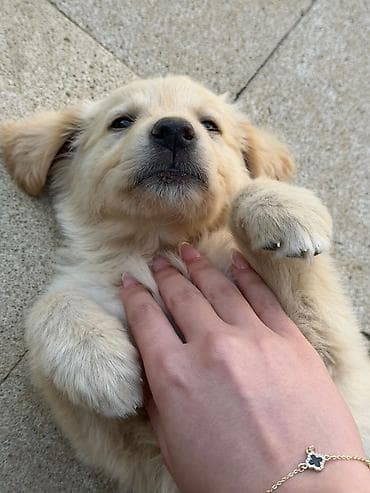 Retriever, Peyvəndli