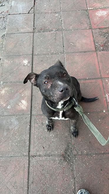 hinduwka satiwi: Pitbul, Erkek — 6