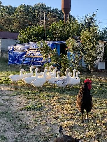 Heyvanlar: Salam ağrəngli iri növlü qaz balaları şəkildəkilər satılır biri 22 azn — 3