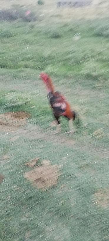 ucuz gullər: Salam alekum kim qapısına yaxşı hevan isdiyir buyurusun dedesi şamo — 8