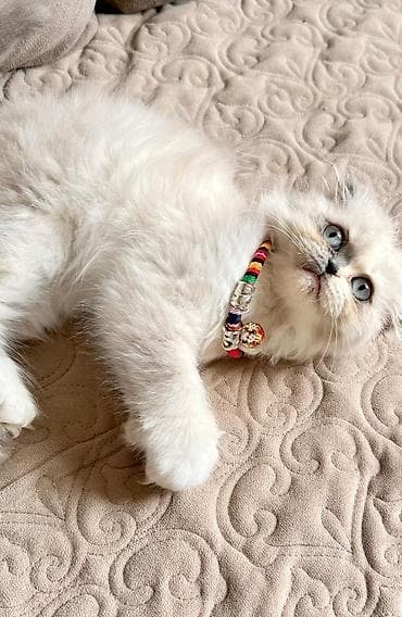 qoyun heyvan: Şotland yastı qulaq — 2