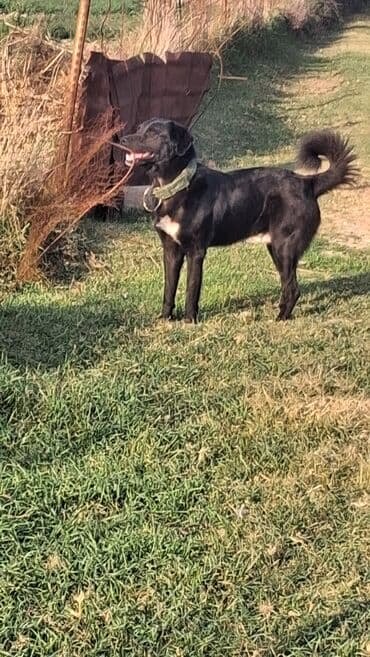 alman coban iti: Qurdbasar, 1 il, Erkek, Peyvəndli, Ünvandan götürmə, Ödənişli çatdırılma, Rayonlara çatdırılma — 4