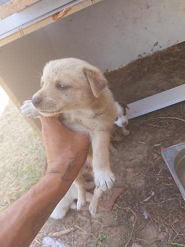 cins heyvanlar: Dik qulaq zvanok balalari anadan gelme quyruqsuz. 2 erkek 4 diwi — 9