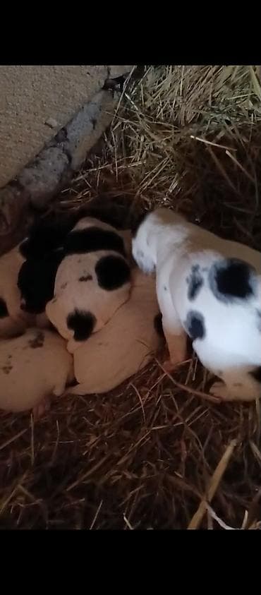 muhabbet kusu: Ov itləri balaları – qara-ağ rəngli paroda kuskar atası anasida — 2