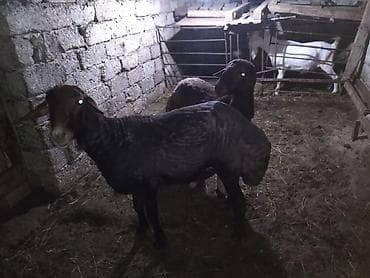 dalmatin satilir: Erkəklər satılır biri 2 yaş + biri 1 yaş + çəkisini təqiq bilmirəm — 1