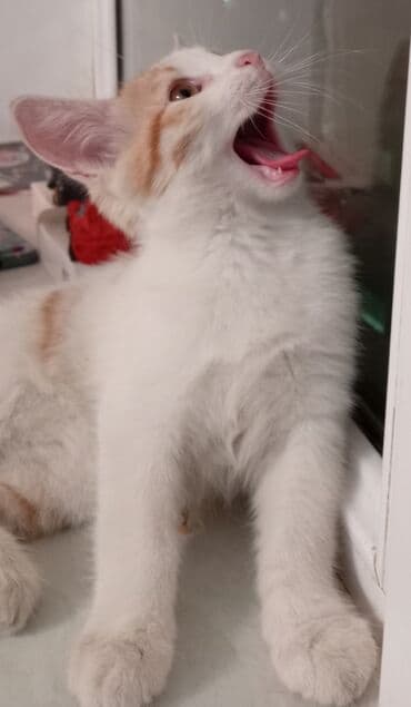 возьму котенка в добрые руки: Şotland, Yaxşı əllərə, Ünvandan götürmə — 5