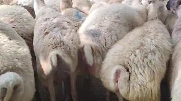 sudluk inek satilir: Dişi, il: 1, Damazlıq, Pulsuz çatdırılma — 10