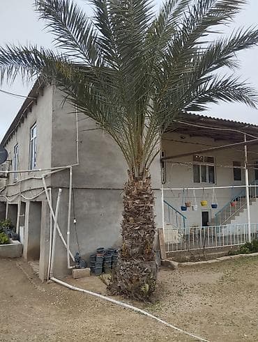 Xurma xurması (Phoenix dactylifera) – iri dekorativ palma ağacı