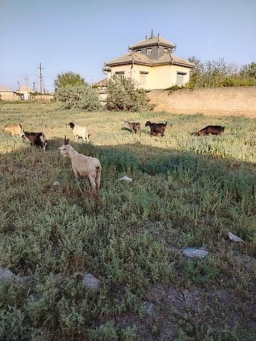keciler: Salam 15 baş yerli keci 2 qrından 5 qarına kimi var kom satılır ünvan — 2