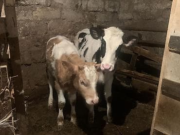 inek satislari: Salam,İnək balalarıdır– 2 baş dişi buzovdur. Bunların təzə anadan — 8