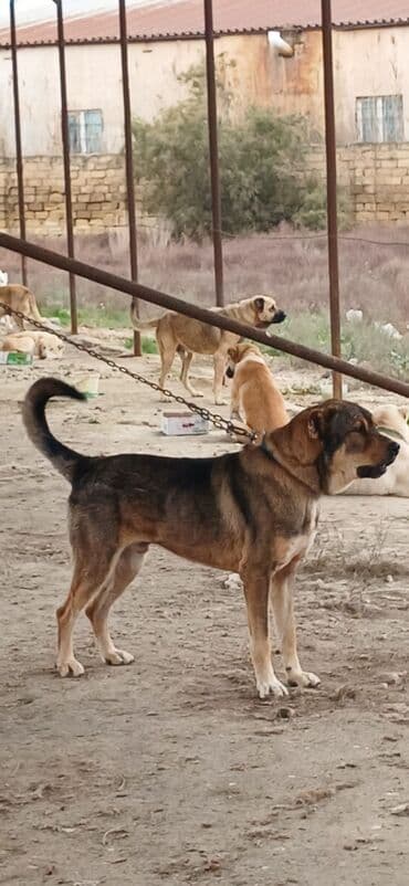 Qurdbasar, 2 il, Erkek, Peyvəndli, Ödənişli çatdırılma lalafo.az -da Qurdbasar, 2 il, Erkek, Peyvəndli, Ödənişli çatdırılma
