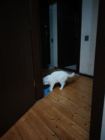 pişik çanta: Şotland yastı qulaq, Yaxşı əllərə — 8