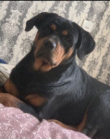 itler bala: Rotveyler — 2