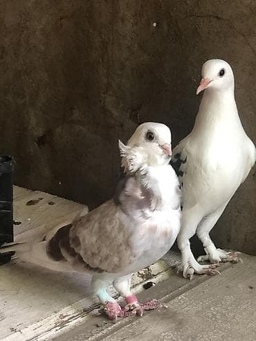 satılan atlar: Bango maya cute hazir yumurtlamagina soz ola bilmez .erkeyin pisik — 2