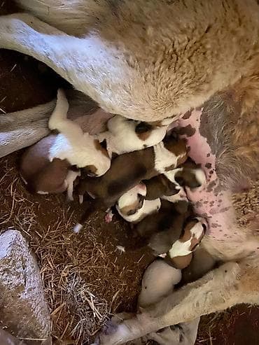 ev heyvanları satışı: Alabay, 1 ay — 1