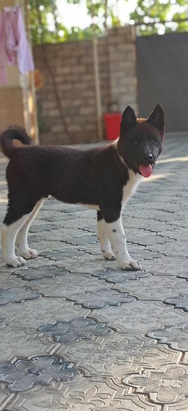 itləe: Akita-inu, 3 ay, Erkək, Peyvəndli, Ünvandan götürmə — 4