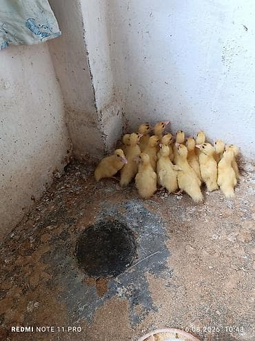 ordek satisi: 20 dənə 5 günlük lal ördək balaları Saglamdilar bağ şəraitində özüm — 1