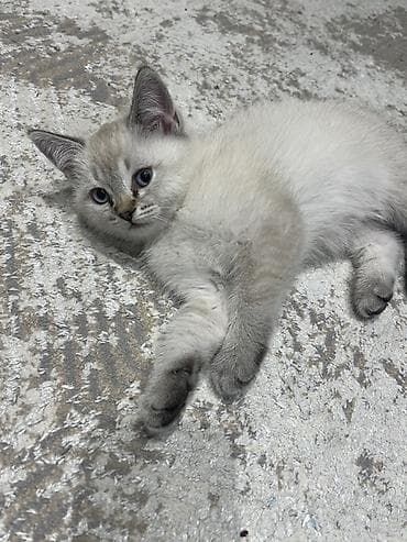 pişiy satışı: Yaxşı əllərə — 2