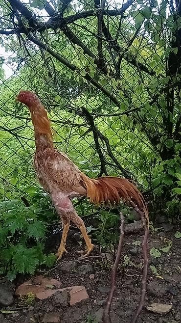 yapon xoruzu: İyulun 3 cixb çox gözəl heyvandi sağlam heyvan qızğın xoruzdu isdiyen — 1