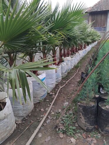 sumax ağacı: Ağaclar — 6