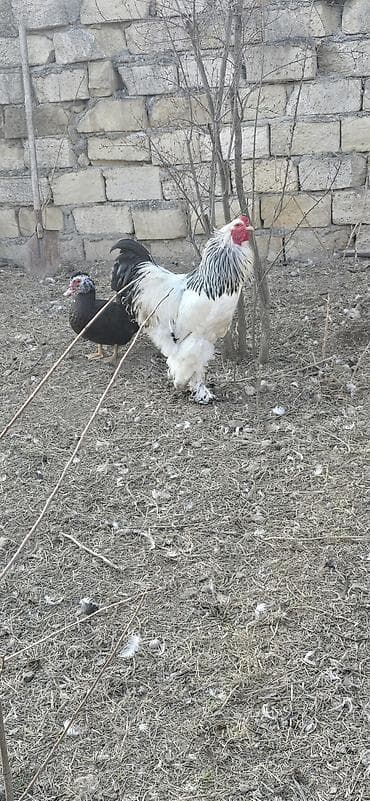 heyreti xoruz: Brahma cinsi xoruz

-temiz qandi. 1il 5 ayliqdi — 1