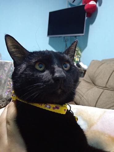 sirin pisik sekilleri: Erkək, Cütləşmə üçün — 1