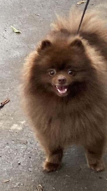 balaca it ucuz: Şpitz, 3 il, Erkek, Peyvəndli, Ünvandan götürmə — 7