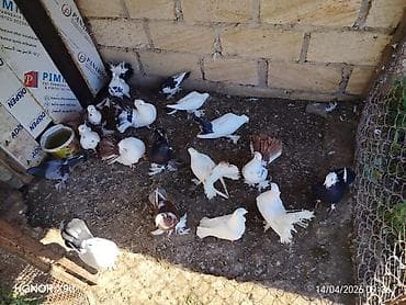 popugay satisi: Dekarativdir. Cəm satılır — 1