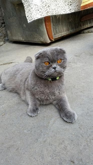 sibir pişiyi: Şotland yastı qulaq, Erkək, Yaxşı əllərə — 3